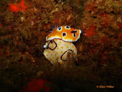 Mix and Match Nudi Love :), found this rather uncommon co... by Allen Walker 
